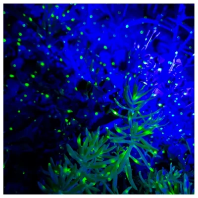 Ūdensizturīgs lāzerprojektors ar skaļruņi un pulti dārzam - jāņtārpiņu un ziemeļblāzmas projekcija